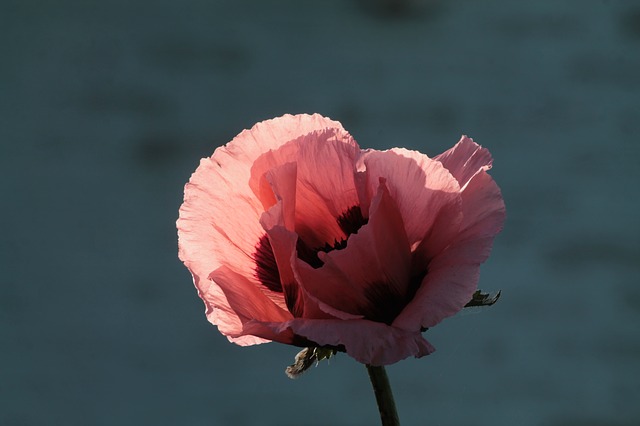 poppy-869189_640